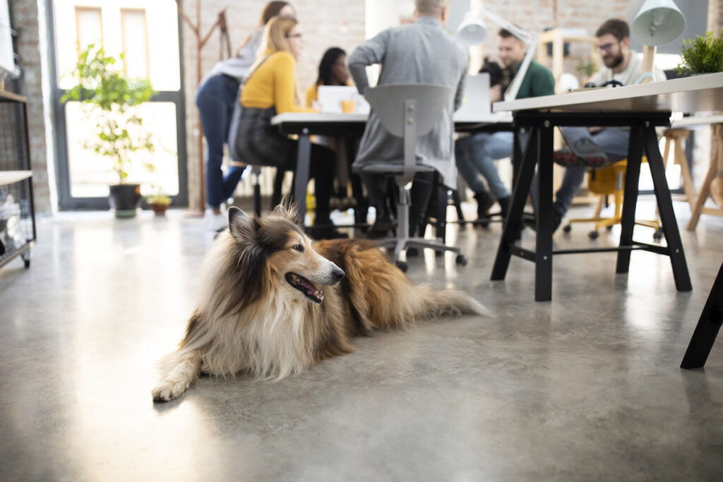 Pets In The Workplace | 66体育 - TRUE Fitness让运动更简单_官方网站 66体育 66体育 | St. Louis, MO A dog in the workplace.